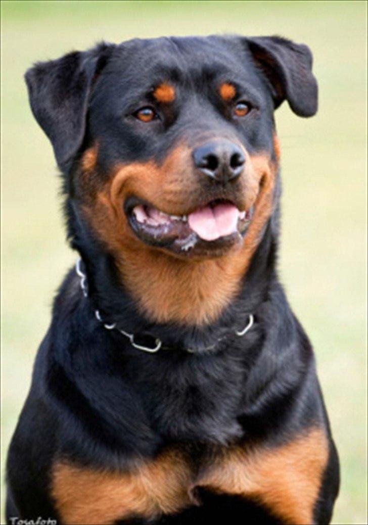 Rottweiler Fattiggårdens Luca - Luca: Opmærksom, smuk og feminin. billede 2