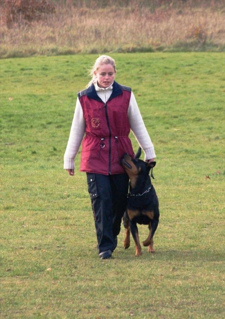 Rottweiler Fattiggårdens Luca billede 5