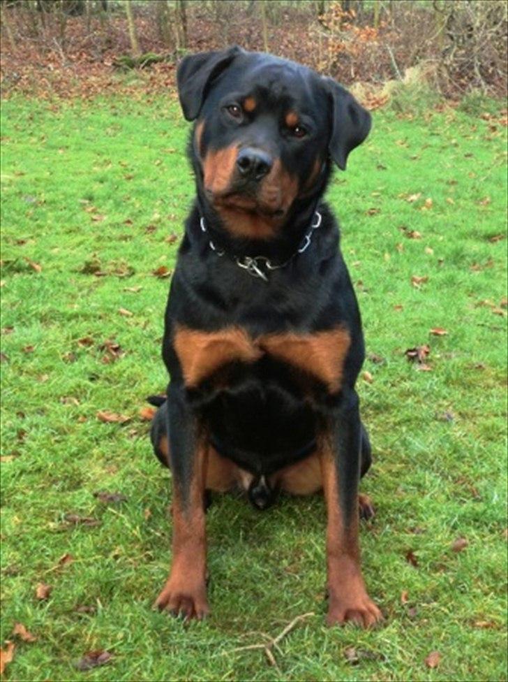 Rottweiler Future-Rotts Alfred - Future-Rotts Alfred 10 måneder. billede 2