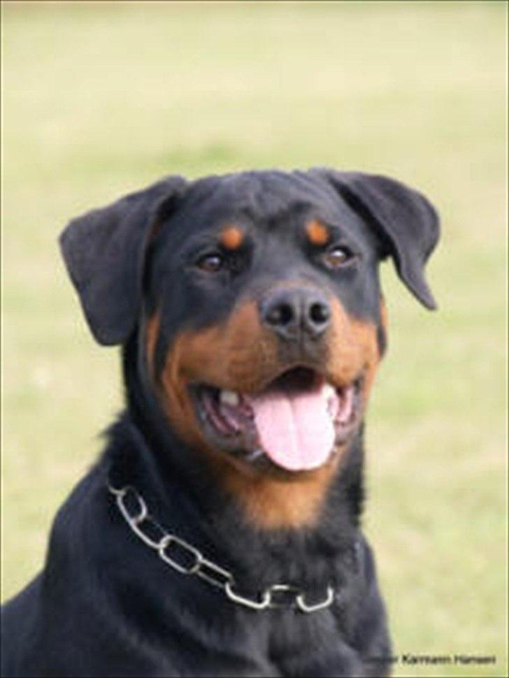 Rottweiler Future-Rotts Alfred billede 4