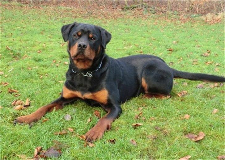 Rottweiler Future-Rotts Alfred - Future-Rotts Alfred 10 måneder. billede 3