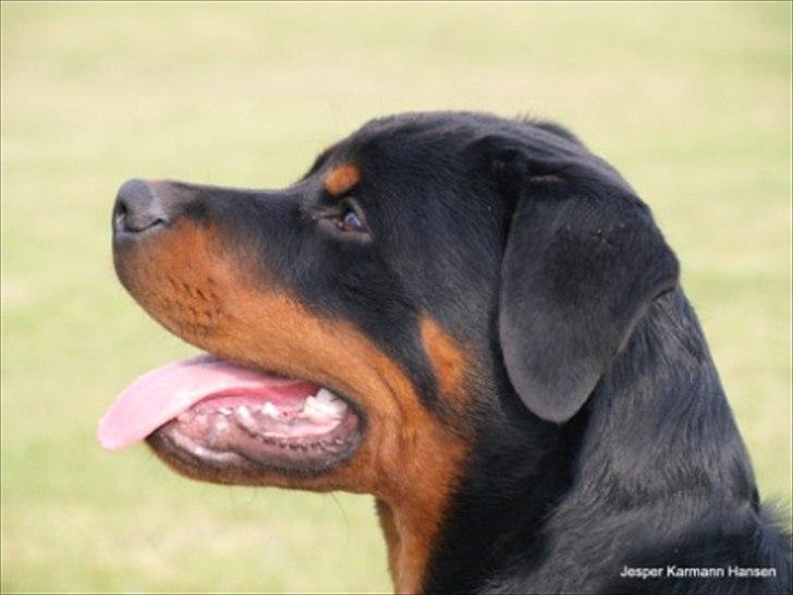 Rottweiler Future-Rotts Alfred billede 5