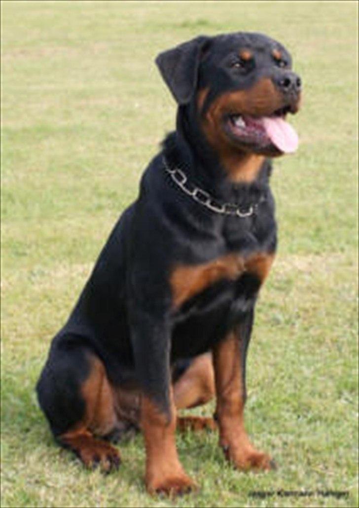 Rottweiler Future-Rotts Alfred billede 6