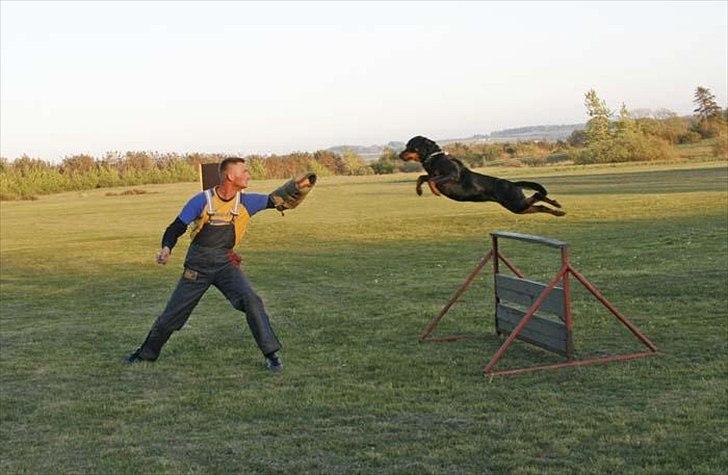 Rottweiler Deja Vu (Bent) billede 1