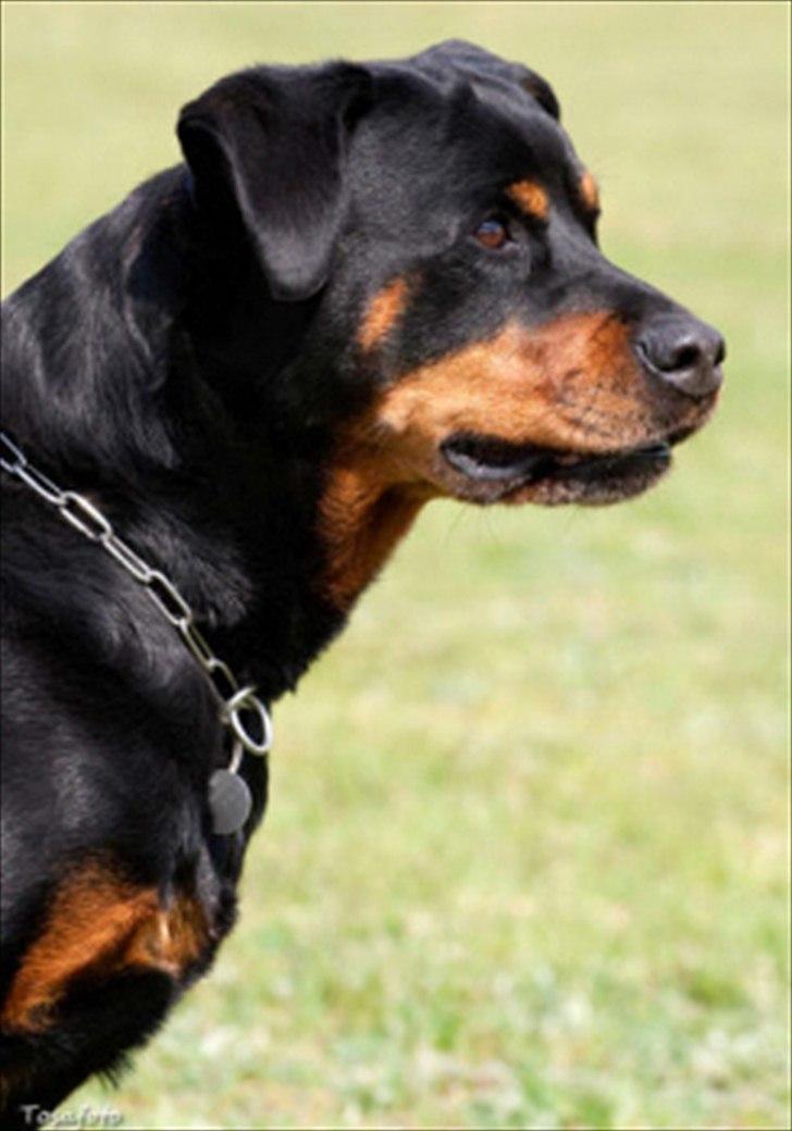 Rottweiler Deja Vu (Bent) billede 2