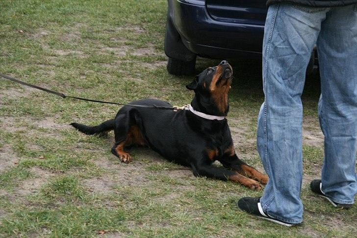 Rottweiler Deja Vu (Bent) billede 3