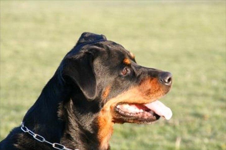 Rottweiler Deja Vu (Bent) billede 4