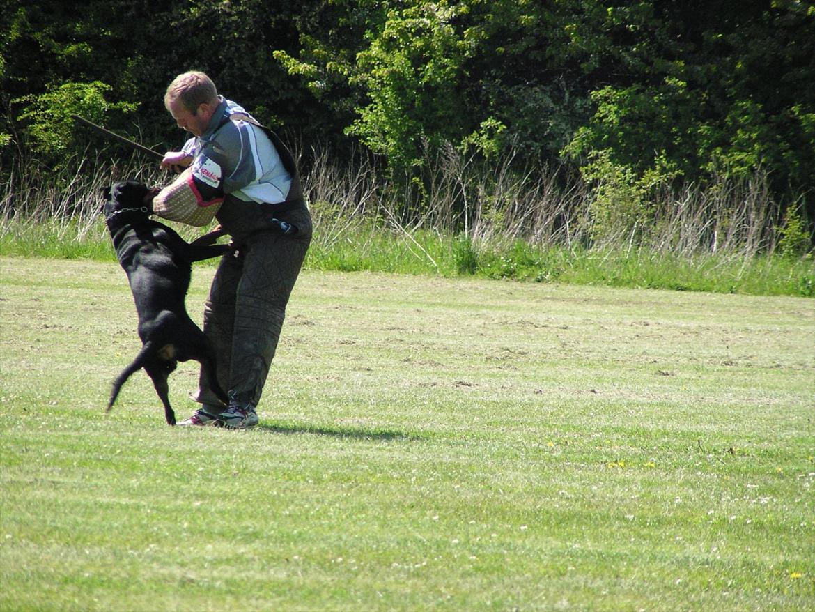 Rottweiler Deja Vu (Bent) billede 5