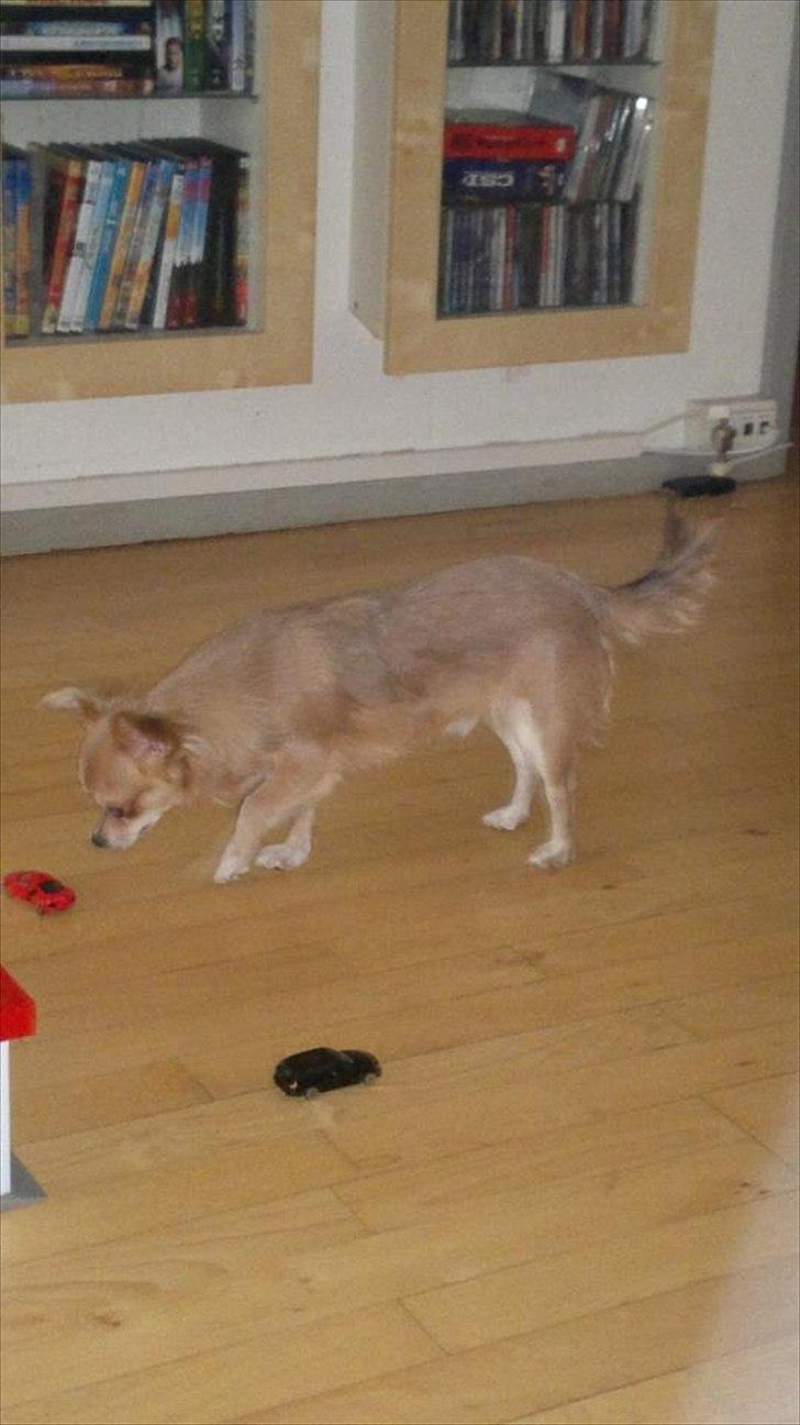 Chihuahua Messi billede 19