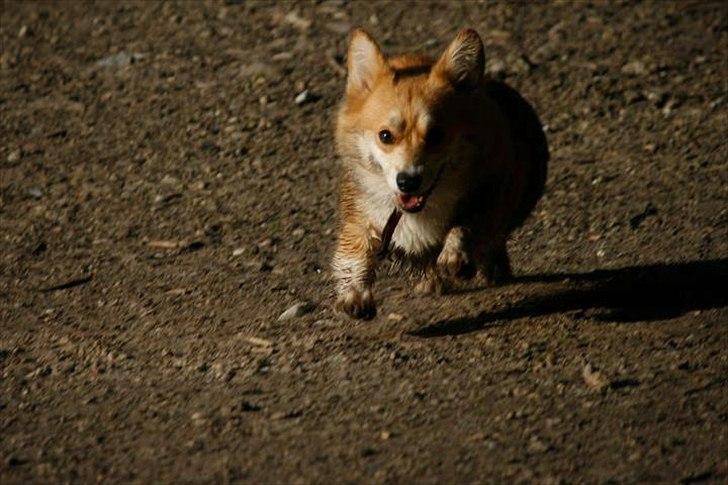 Welsh corgi pembroke Dimmalimm billede 2