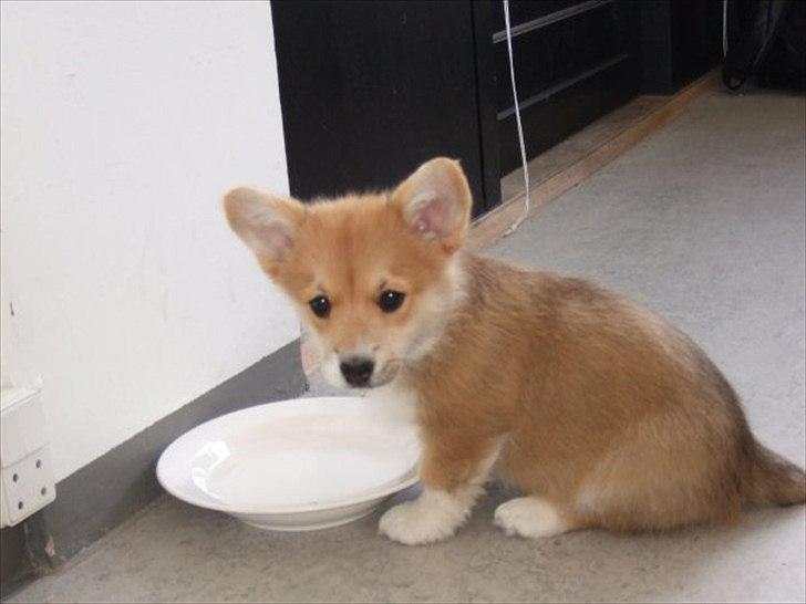 Welsh corgi pembroke Dimmalimm billede 3