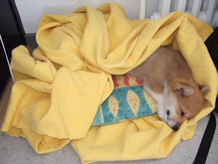 Welsh corgi pembroke Dimmalimm billede 4