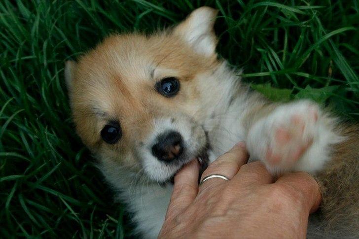 Welsh corgi pembroke Dimmalimm billede 5