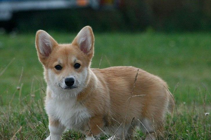 Welsh corgi pembroke Dimmalimm billede 6