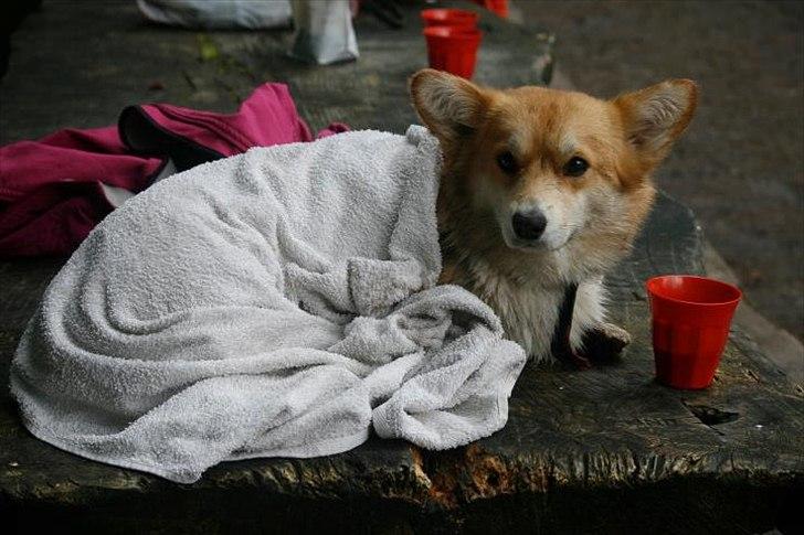 Welsh corgi pembroke Dimmalimm billede 1