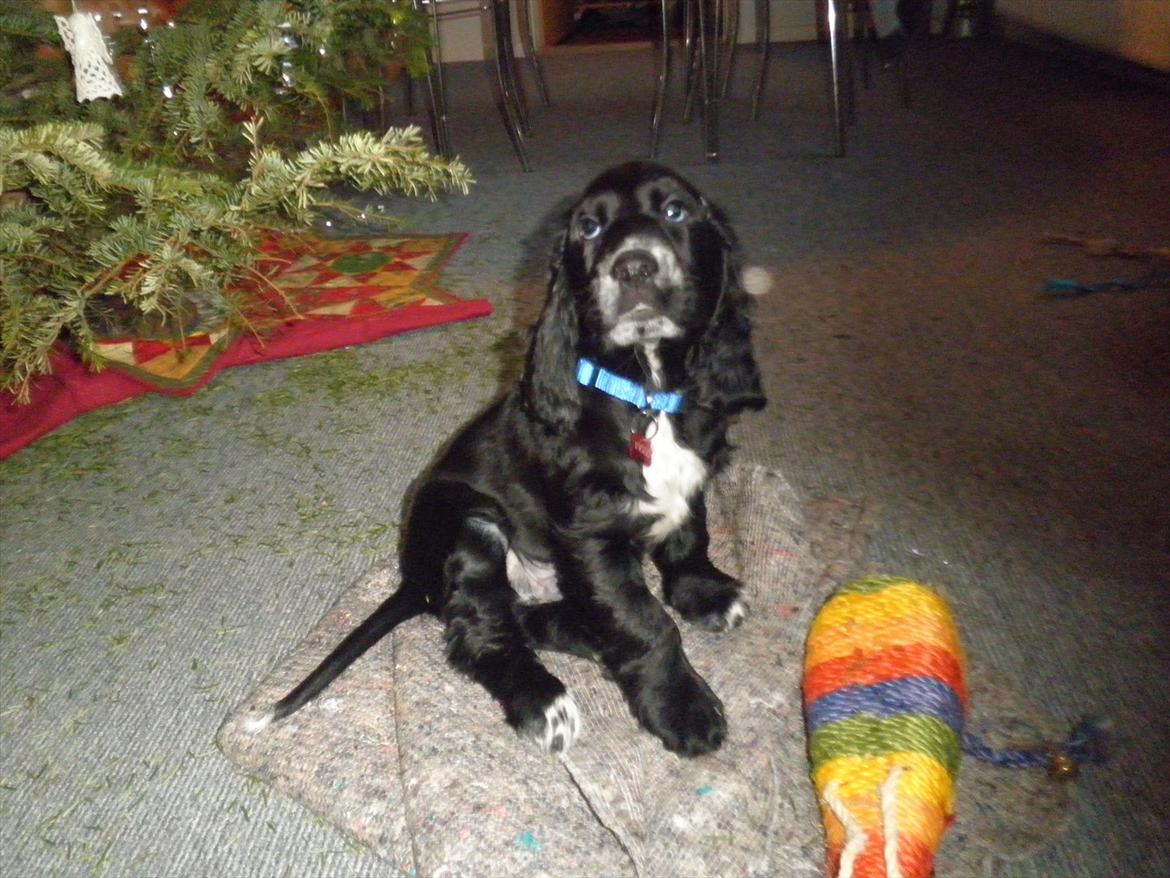 Cocker spaniel Viggo - Hej hej, Her er jeg. Jeg hedder Viggo billede 1