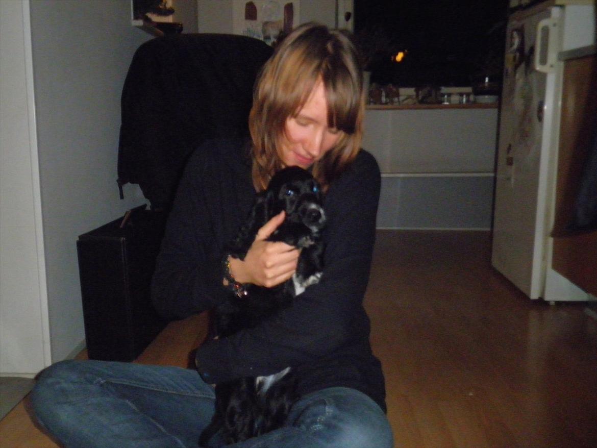 Cocker spaniel Viggo - Her er mig og min mor. Hun er lidt dum nogen gange, hende og far vil ikke ha jeg er i sofaen, men det VIL jeg være, og så skælder de mig ud!  billede 2