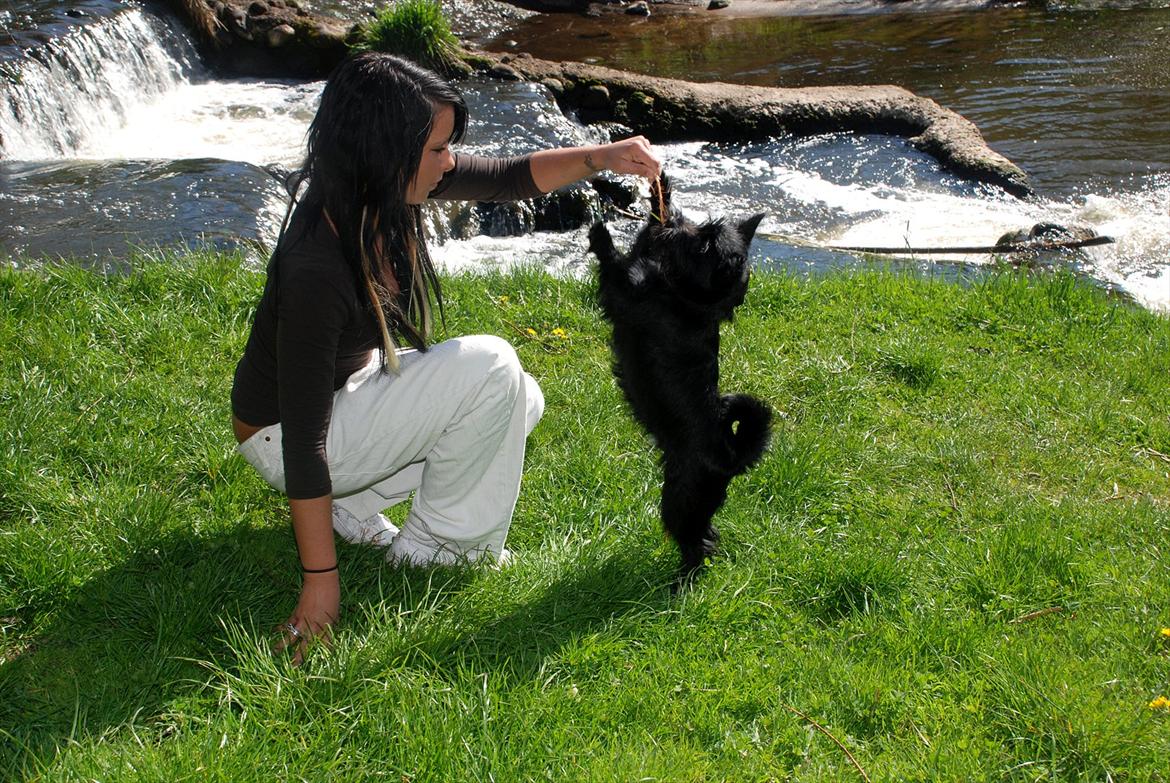 Blanding af racer Loke-emil - peofoto - fotograf billede 5