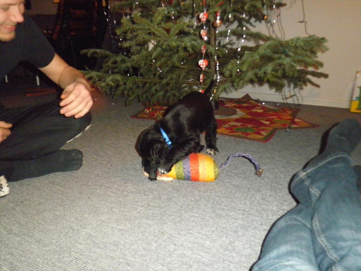 Cocker spaniel Viggo - Jeg leger billede 3