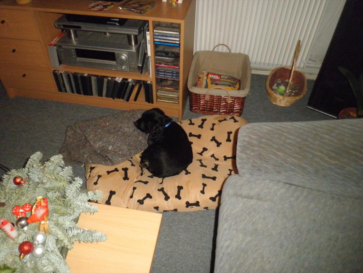 Cocker spaniel Viggo - og sover billede 4