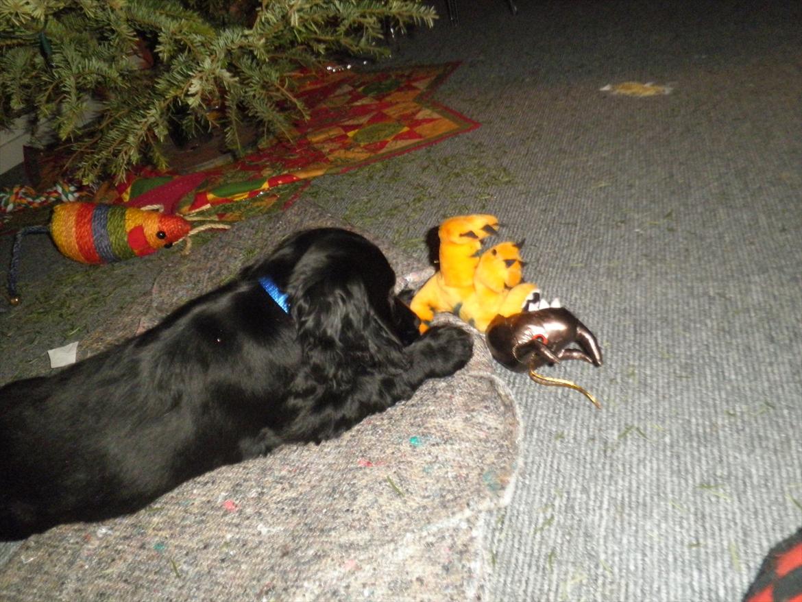 Cocker spaniel Viggo - og leger noget mere billede 5