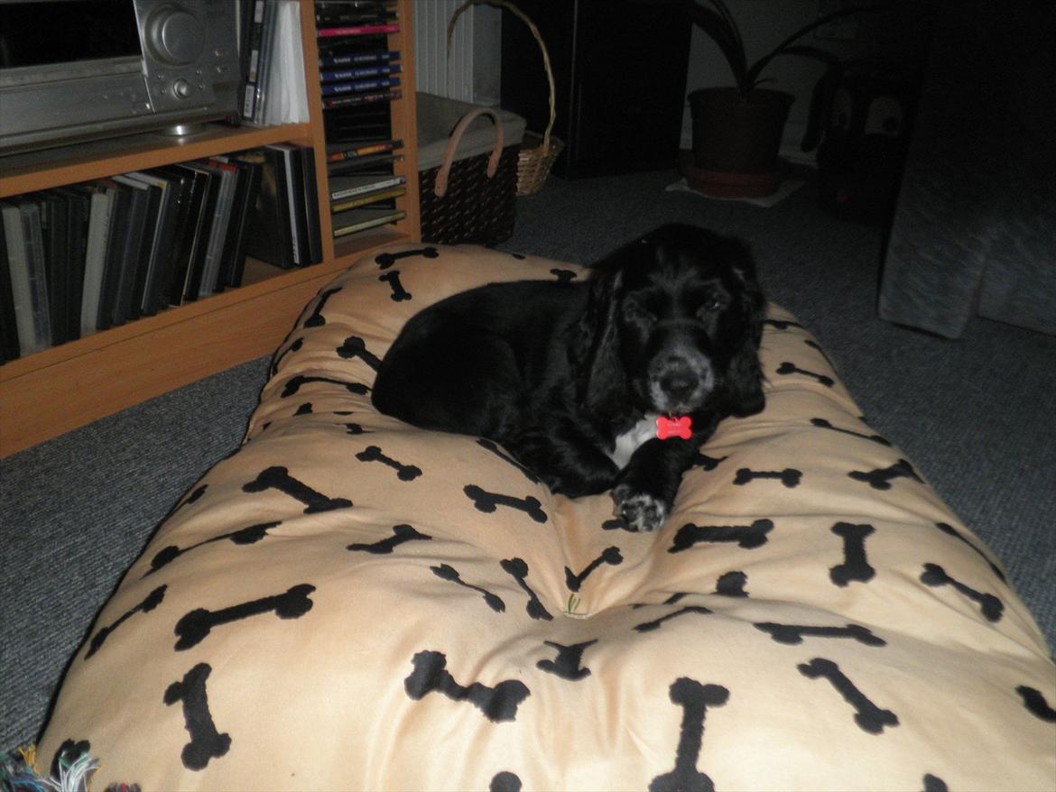 Cocker spaniel Viggo - og sover liiige lidt mere billede 6