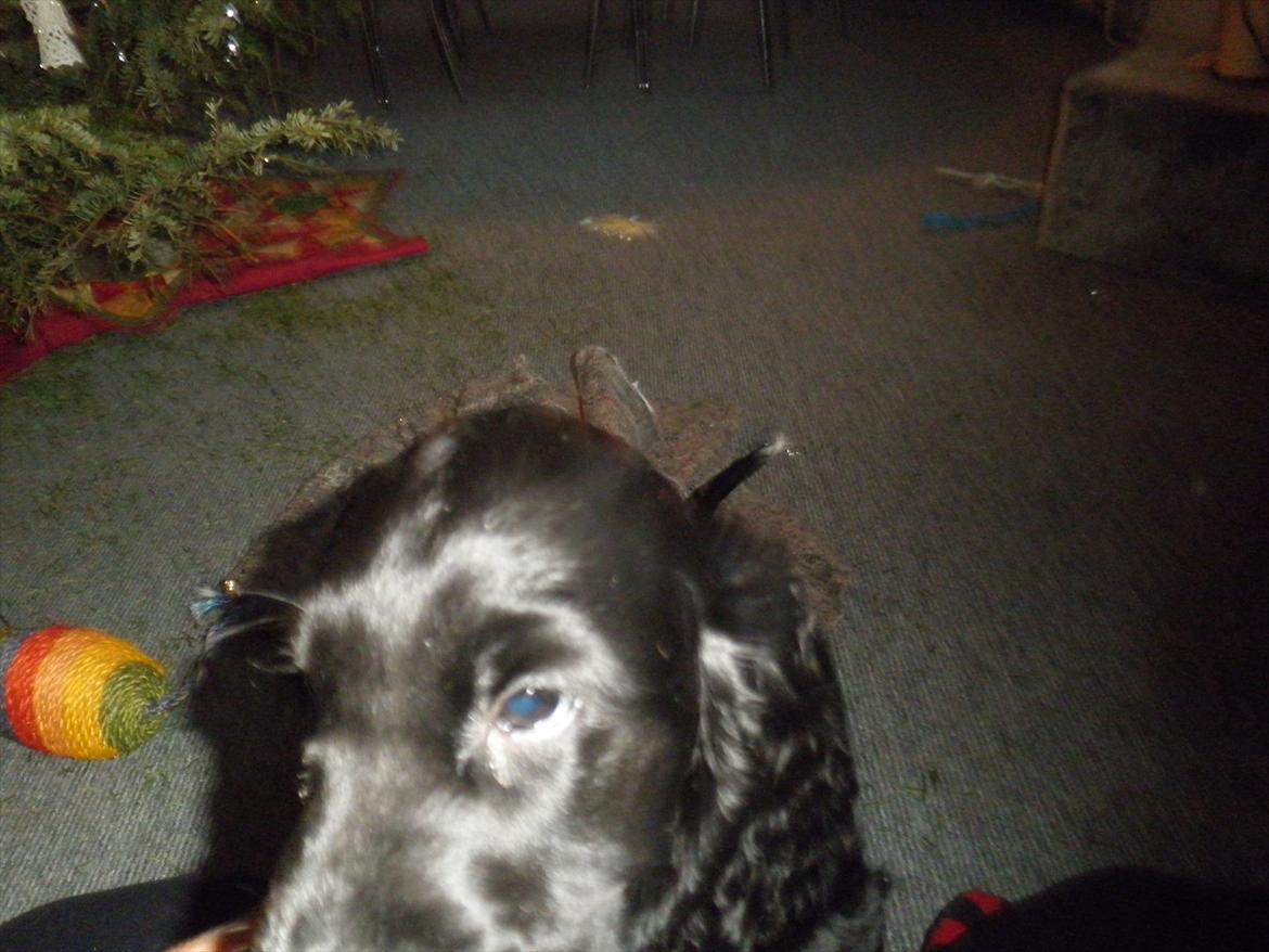 Cocker spaniel Viggo - Vuf! billede 7