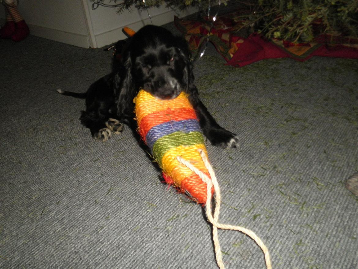 Cocker spaniel Viggo billede 8