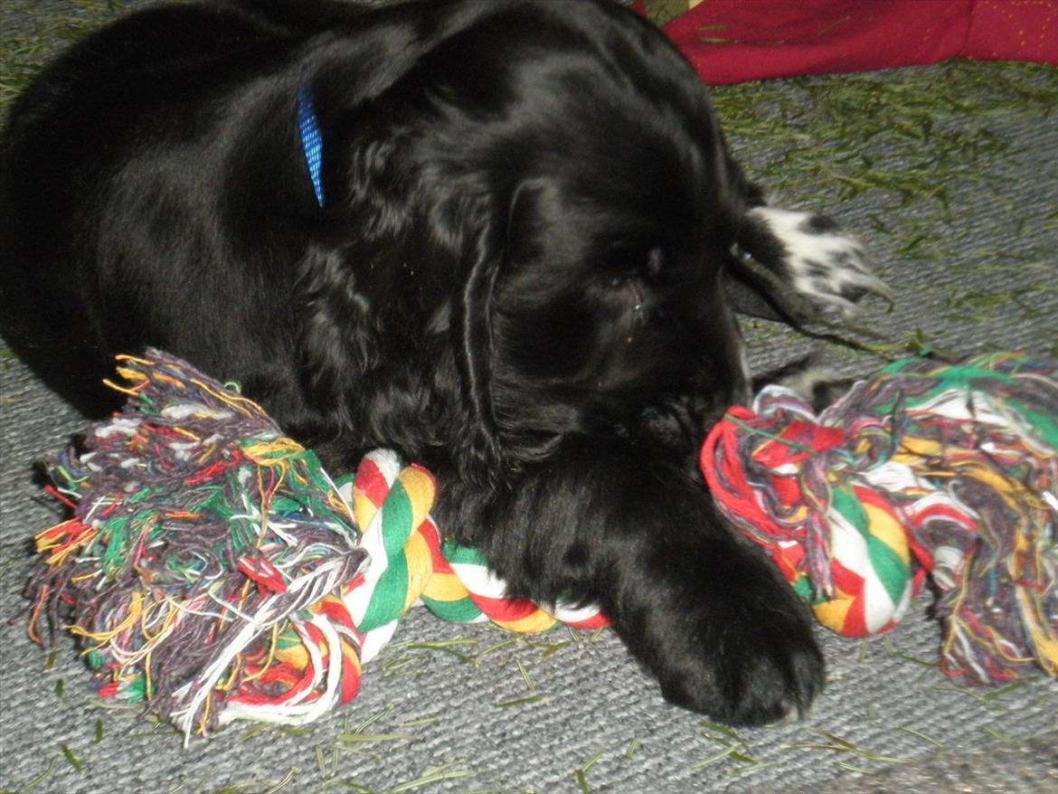 Cocker spaniel Viggo billede 9