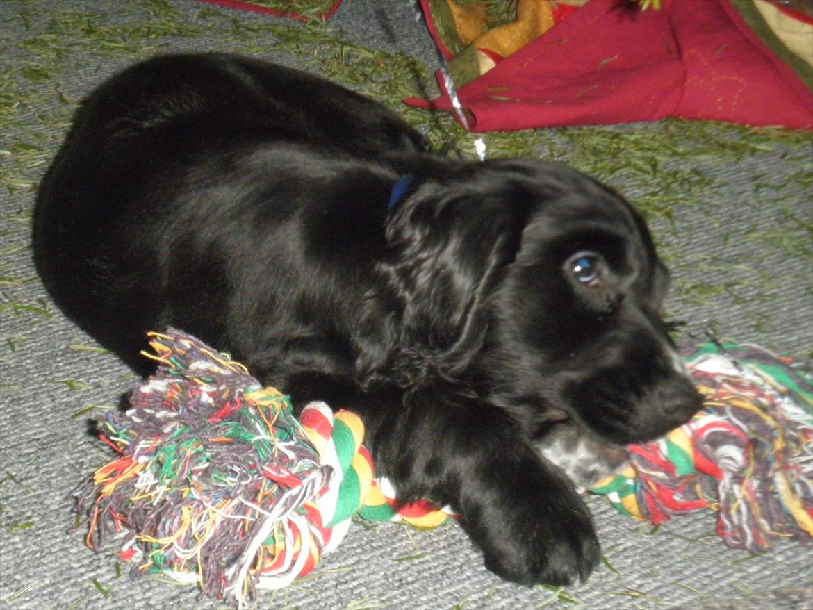 Cocker spaniel Viggo billede 10