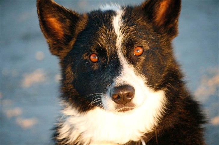 Blanding af racer Lappi billede 1