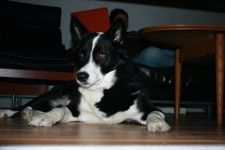 Blanding af racer Lappi billede 2