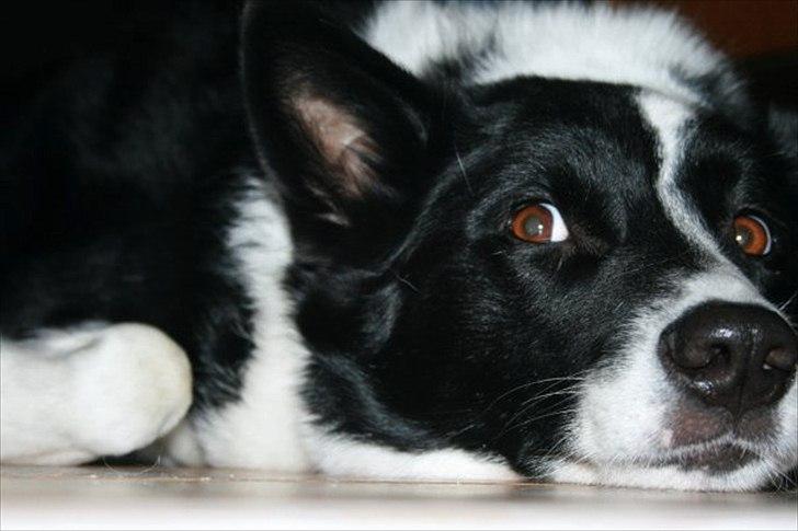 Blanding af racer Lappi billede 3