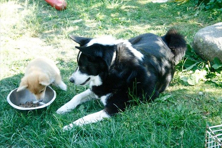 Blanding af racer Lappi billede 4