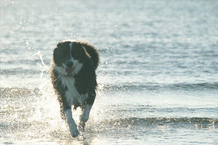 Blanding af racer Lappi billede 5