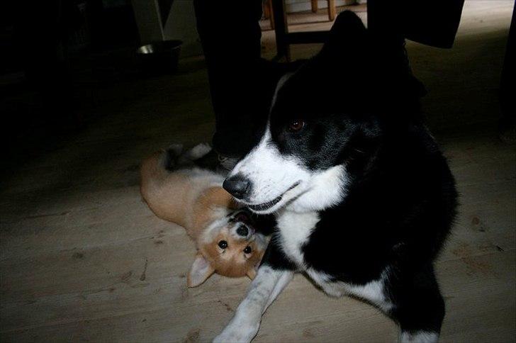 Blanding af racer Lappi billede 6