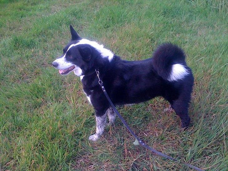 Blanding af racer Lappi billede 7