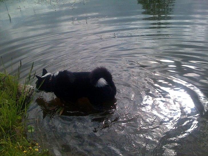 Blanding af racer Lappi billede 8