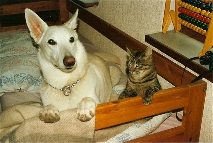 Hvid schæfer Idunn billede 1