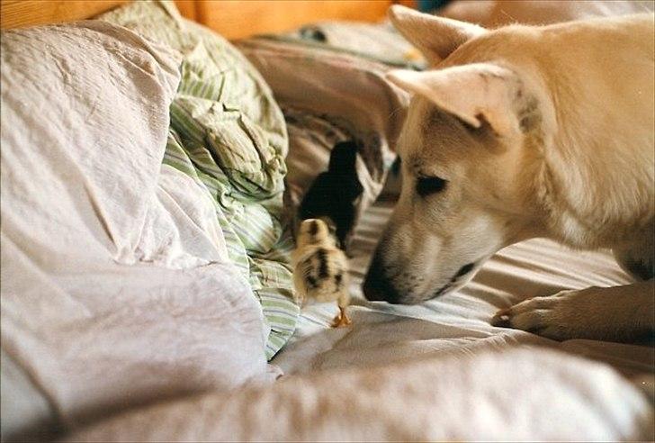 Hvid schæfer Idunn billede 2