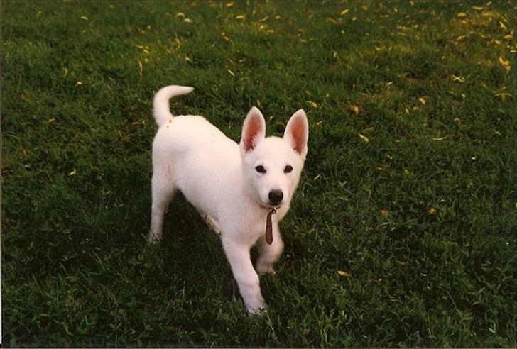 Hvid schæfer Idunn billede 3