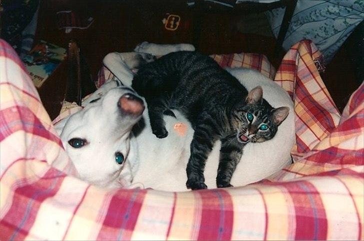 Hvid schæfer Idunn billede 4