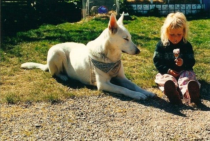 Hvid schæfer Idunn - Som i kan se var hun jo altid sammen med mig:D ( altså det kan i på det her billede) billede 5