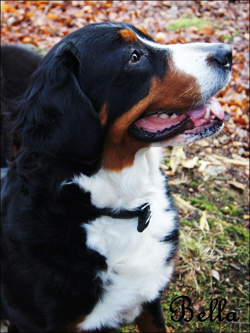 Berner sennenhund Bella billede 13