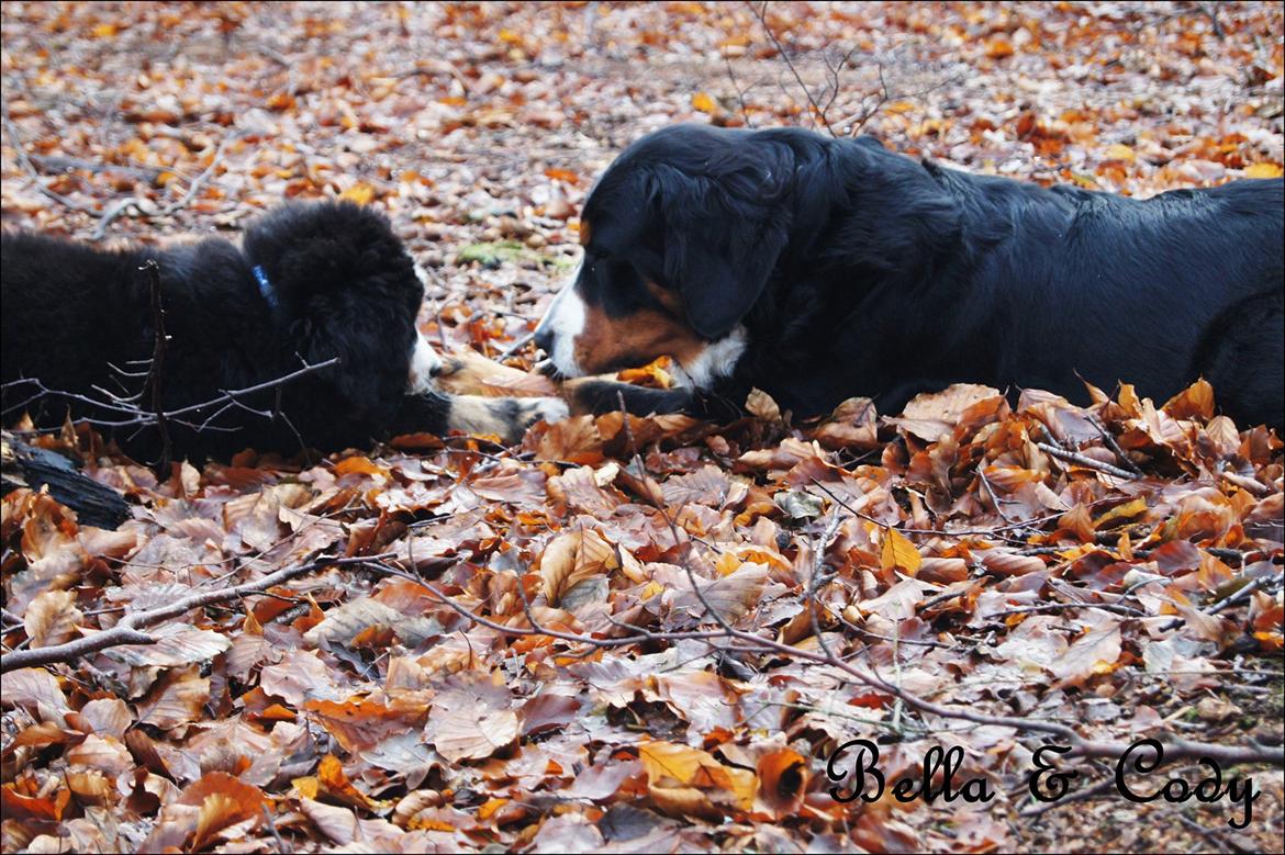 Berner sennenhund Bella billede 14