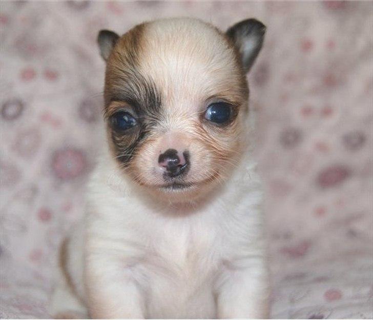 Chihuahua Winnie - Winnie 5 uger gammel. billede 1