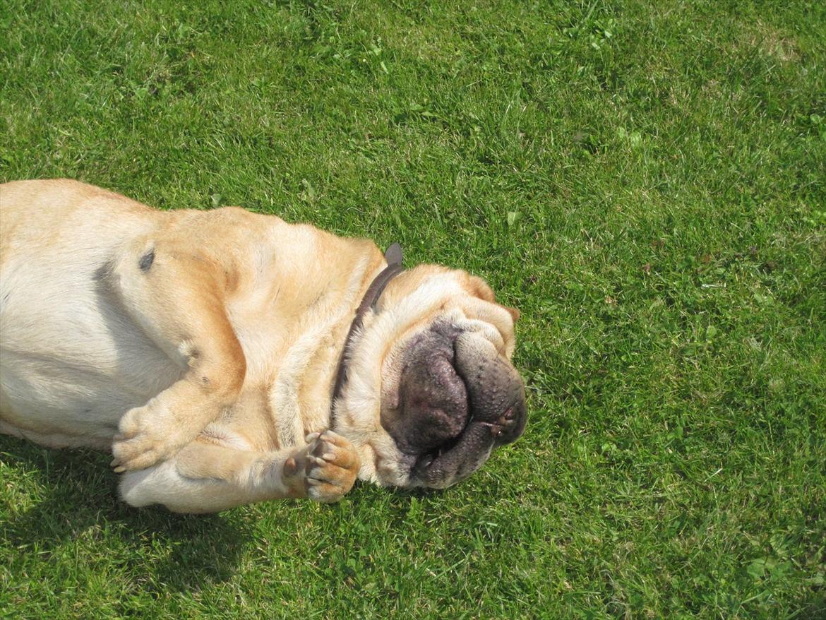 Shar pei Eddie "del Cielo Azul" billede 11