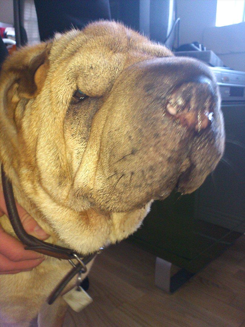 Shar pei Eddie "del Cielo Azul" billede 2