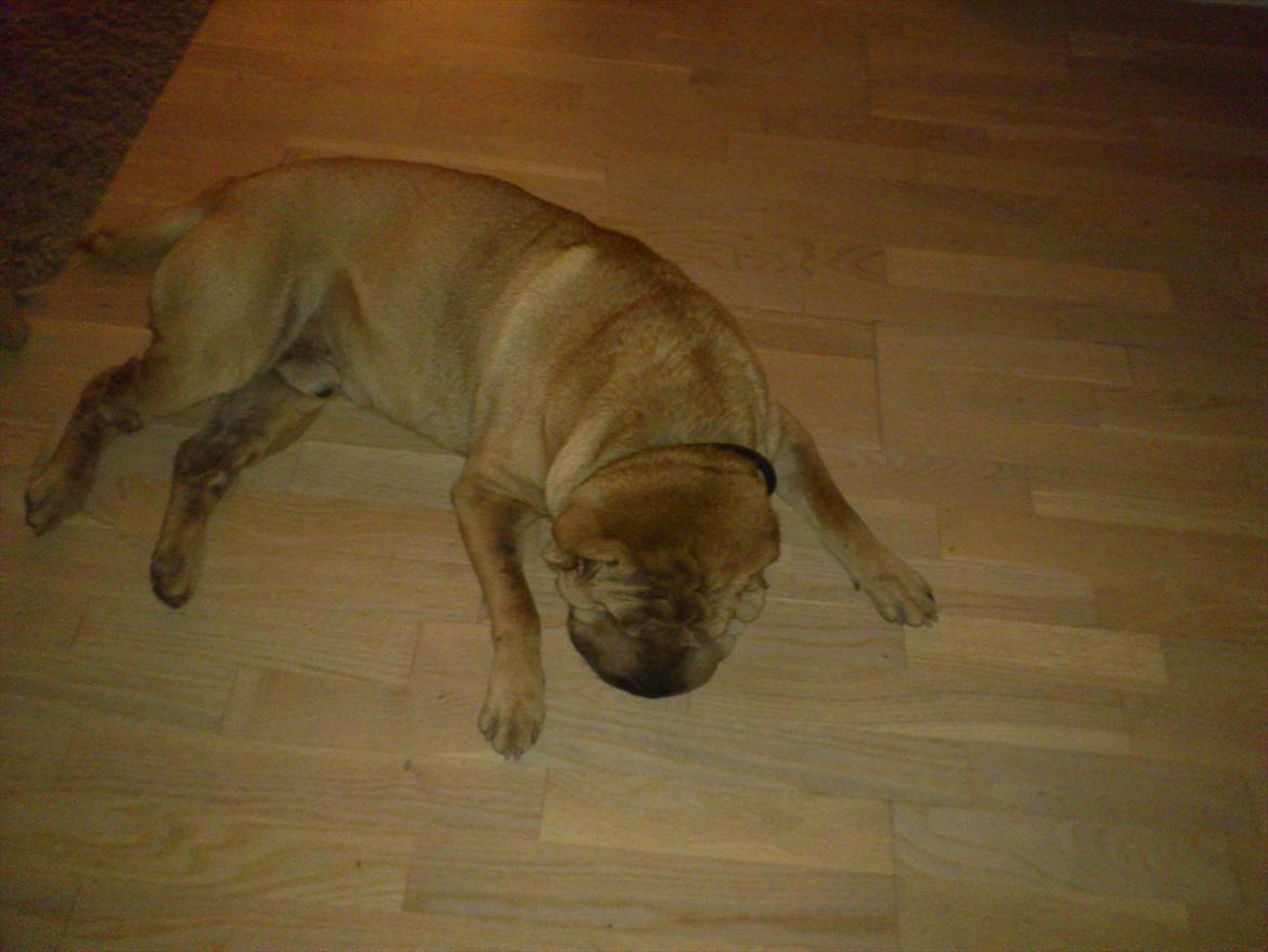 Shar pei Eddie "del Cielo Azul" billede 3