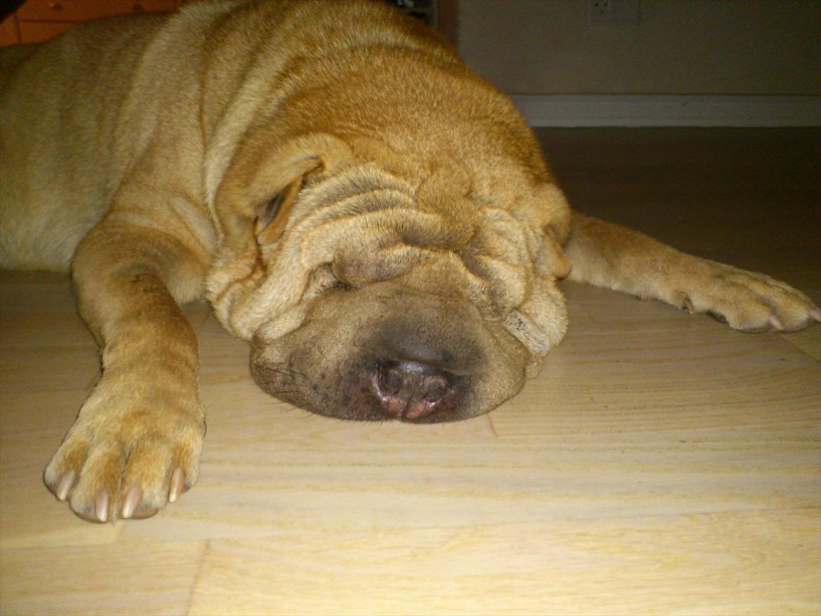 Shar pei Eddie "del Cielo Azul" billede 4